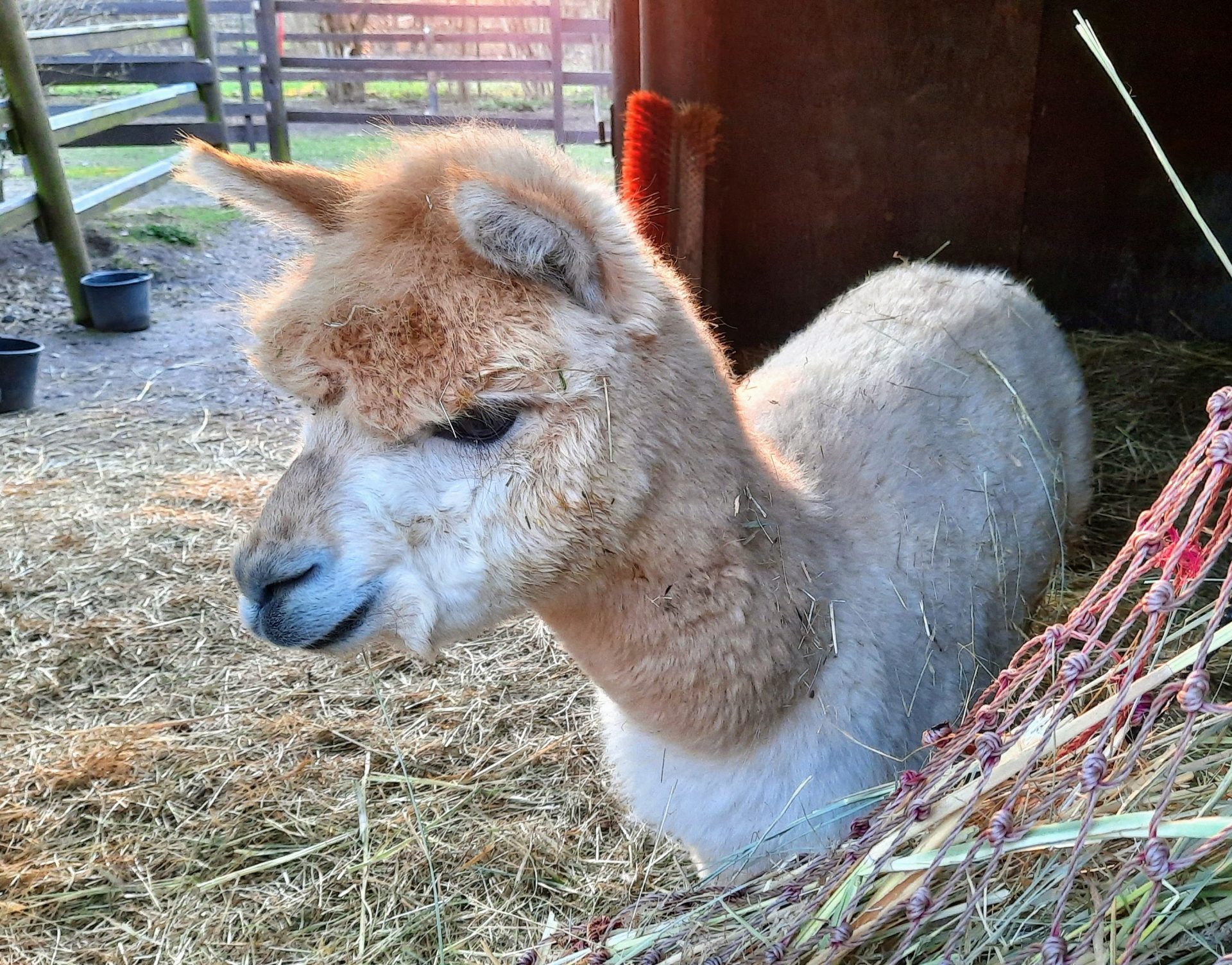 Ylvi fühlt sich schon sichtlich wohl auf der Alpaka Farm.